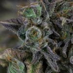 Gelato Strain Marijuana Plant