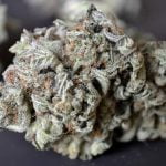 GG4 Bud