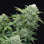 GG4 Marijuana Strain