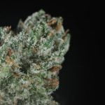 GG4 Strain Marijuana Plant