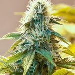 White Widow Marijuana Strain