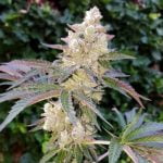 Animal Cookies Marijuana Strain