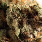 Animal Cookies Strain Marijuana Plant