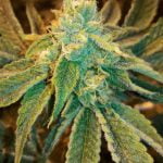 Birthday Cake Marijuana Strain