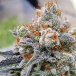 Birthday Cake Strain Marijuana Plant
