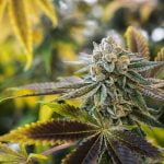 Biscotti Marijuana Strain