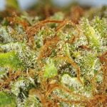 Biscotti Strain Marijuana Plant