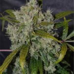 Blueberry Marijuana Strain