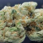 Bruce Banner Strain Marijuana Plant