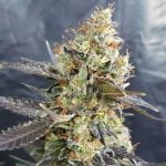 Candyland Marijuana Strain