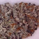 Candyland Strain Marijuana Plant