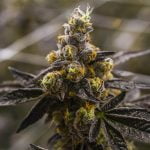 Cherry Pie Marijuana Strain