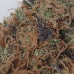 Cherry Pie Strain Marijuana Plant