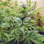 Cookies and Cream Strain Marijuana Plant