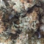 Cookies and Cream Strain Marijuana Plant