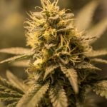 Forbidden Fruit Marijuana Strain