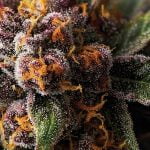 Forbidden Fruit Strain Marijuana Plant