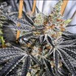 Grease Monkey Marijuana Strain