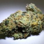 Headband Bud