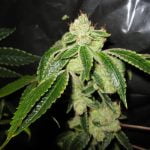 Headband Marijuana Strain