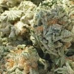Headband Strain Marijuana Plant