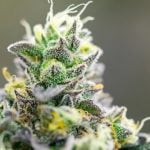 Ice Cream Cake Zoomed Plant