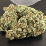Jack Herer Bud