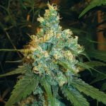 Jack Herer Marijuana Strain