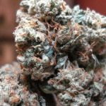 Jack Herer Strain Marijuana Plant