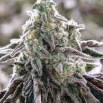 MAC Marijuana Strain