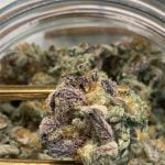 MAC Strain Marijuana Plant