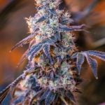 Mimosa Marijuana Strain