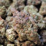 Mimosa Strain Marijuana Plant