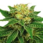 Northern Lights Zoomed Plant