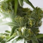 OG Kush Strain Marijuana Plant