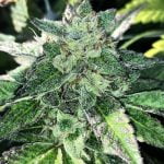 Orange Cookies Marijuana Strain