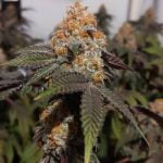 Peanut Butter Breath Marijuana Strain