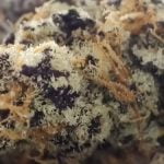 Peanut Butter Breath Strain Marijuana Plant
