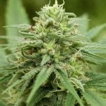 Pineapple Express Marijuana Strain