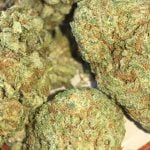Pineapple Express Strain Marijuana Plant