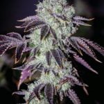 Purple Punch Marijuana Strain