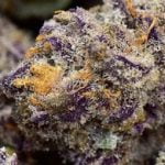 Purple Punch Strain Marijuana Plant