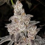 Runtz Marijuana Strain