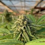 Slurricane Marijuana Strain