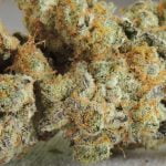 Slurricane Strain Marijuana Plant