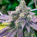 Sundae Driver Marijuana Strain