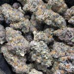 Sundae Driver Strain Marijuana Plant