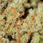 Trainwreck Strain Marijuana Plant