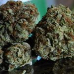 White Rhino Bud