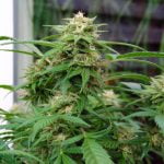 White Rhino Marijuana Strain